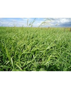 Sementes Panicum maximum cv. BRS ZURI Revestidas  - 12 Kg - R$ 17,56/kg - ENTREGA FUTURA 2025