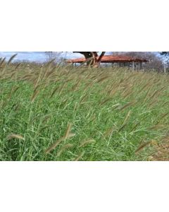 Sementes de CAPIM BUFFEL ARIDUS - 05 KG - CONSULTE O PREÇO!