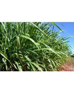 Sementes Panicum maximum cv. MOMBAÇA Revestidas - 12 Kg - R$ 17,00/kg -ENTREGA FUTURA 2025