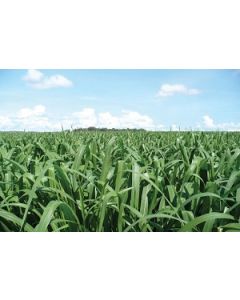 Sementes Panicum maximum cv. TANZÂNIA Revestidas - 12 Kg - CONSULTE O PREÇO!