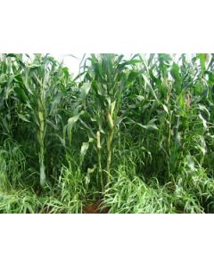 Sementes Brachiaria RUZIZIENSIS VC 80% PURA - 30 kg - R$ 17,00/kg - ENTREGA FUTURA 2.025
