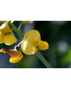 Sementes de CROTALARIA JUNCEA -  Embalagem de 25 Kg