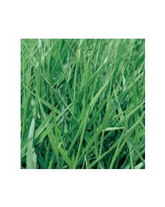 Sementes de Brachiaria.humidicola cv. LLANERO (DICTYONEURA) Revestidas - 12 kg - ENTREGA FUTURA 2025