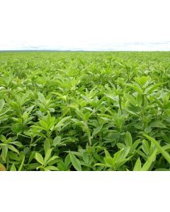 Estilosantes CAMPO GRANDE VC 60% - Embalagem 10 Kg - ENTREGA IMEDIATA