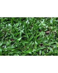 Sementes de GRAMA SÃO CARLOS - 10 g / m2 - Embalagem 250 g 