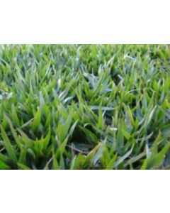 Sementes de GRAMA BATATAIS Revestidas - 30g/m2 - Embalagem 25 kg