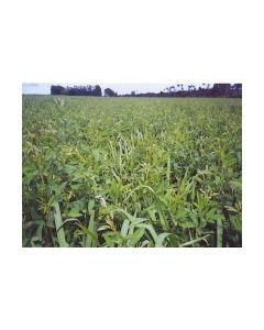 Sementes de Feijão GUANDU SUPER N - 20 Kg - CONSULTE PREÇO!