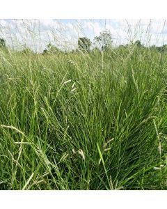 Sementes de Brachiaria humidícola cv. HUMIDICOLA (QUICUIA ou QUICUIO) Revestida  - 12 kg - R$ 88,30/kg - ENTREGA FUTURA 2025