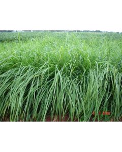 Sementes Panicum maximum cv. MASSAI Revestidas - 10 Kg - R$ 19,71/kg - ENTREGA FUTURA 2025
