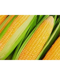 Sementes de Milho  AG1051 Agroceres -  05 kg
