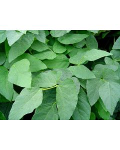 Sementes de MUCUNA ANÃ - Embalagem de 25 Kg