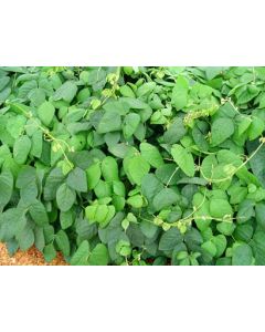 Sementes de MUCUNA CINZA - Embalagem de 40 kg