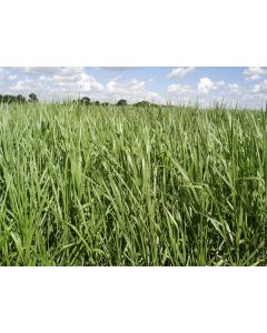 Sementes Brachiaria brizantha cv. BRS PIATÃ Revestidas - 12kg - R$ 19,57/kg - ENTREGA FUTURA 2025
