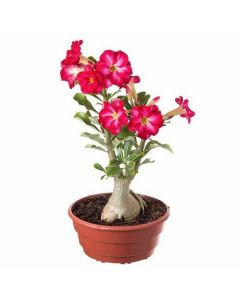 Substrato para Rosa do Deserto - 02 kg