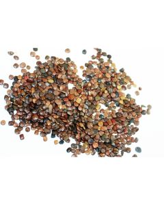 Sementes de SANSÃO DO CAMPO - Embalagem de 01 kg - CONSULTE O PREÇO!
