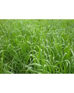 Sementes de Brachiaria DECUMBENS (BRACHIARINHA) Revestidas - 12 kg - R$ 25,51 - ENTREGA FUTURA 2025