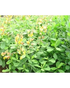 Sementes de CROTALARIA BREVIFLORA - Embalagem de 25 kg