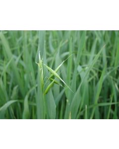 Sementes de AVEIA PRETA Embrapa 139 (Neblina) - Saco 20 kg 
