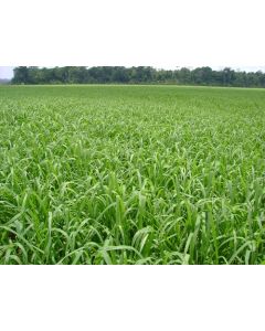 Sementes de BRACHIARIA HIBRIDA CV DUNAMIS - 01 kg