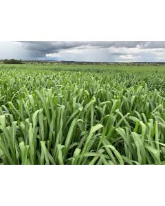 Sementes Panicum maximum cv. MIYAGUI Incrustadas - 12 Kg - ENTREGA FUTURA 2025