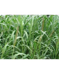 Sementes de MILHETO BRS 1501 - 40 Kg - ENTREGA FUTURA 2025