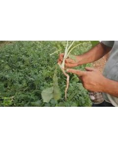 Sementes de NABO FORRAGEIRO PÉ DE PATO - Saco 40 kg - CONSULTE O PREÇO!