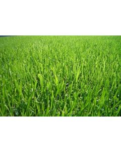 Sementes de GRAMA BERMUDA Incrustadas - 10 g / m2 - Embalagem 05 kg - CONSULTE O PREÇO!