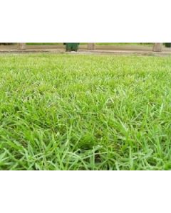 Sementes de GRAMA PENSACOLA Revestidas - Embalagem 01 Kg 