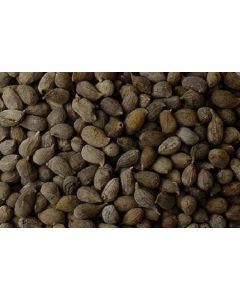Sementes de AMENDOIM FORRAGEIRO  cv. Amarillo - Embalagem 01 kg