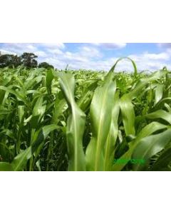 Sementes de Sorgo Forrageiro BM 500 - 10 kg