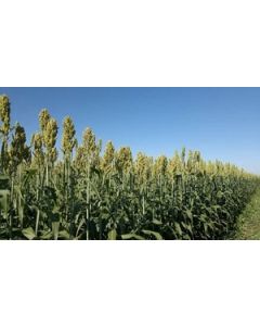Sementes de Sorgo Forrageiro BRS 658 - Embalagem 10 kg  - Sob Consulta