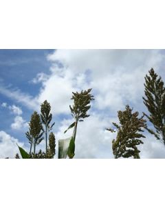 Sementes de Sorgo Forrageiro BRS Ponta Negra - 10 kg - Sob Consulta