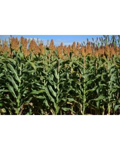 Sementes de Sorgo Forrageiro PODIUM - 10 kg