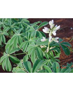 Sementes de TREMOÇO BRANCO - Embalagem de 25 Kg