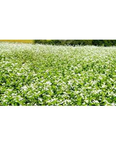 Sementes de Trigo Mourisco ou Sarraceno IPR 92 Altar / IPR 91 Baili - Embalagem 25 kg