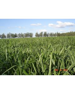 Sementes Brachiaria brizantha MG4 Revestida - 15 Kg - CONSULTE O PREÇO!