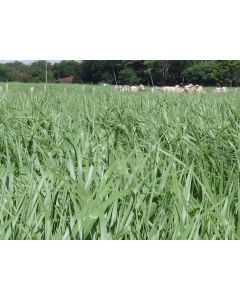 Sementes Brachiaria brizantha cv. XÁRAES (MG5, TOLEDO) Revestidas - 15 Kg - CONSULTE O PREÇO!