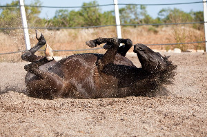 O capim que pode matar os cavalos. 