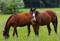 Cavalo Pastagem