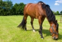 Criação Cavalos Pasto