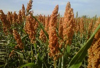 Sorgo Forrageiro Safrinha