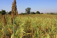 Sorgo Pastejo