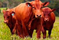 Terminação Bovinos Pasto